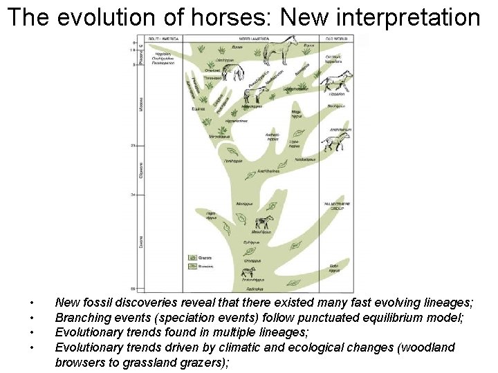 The evolution of horses: New interpretation • • New fossil discoveries reveal that there