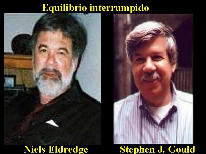 Equilibrio interrumpido Niels Eldredge Stephen J. Gould 