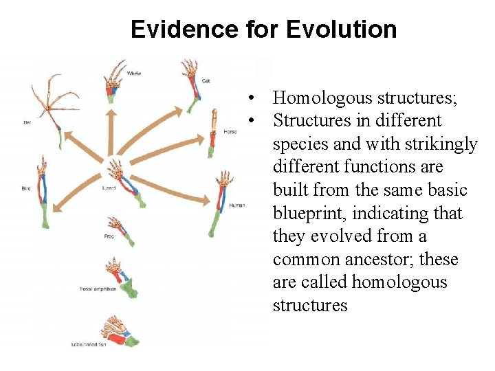 Evidence for Evolution • Homologous structures; • Structures in different species and with strikingly