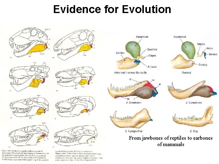 Evidence for Evolution From jawbones of reptiles to earbones of mammals 