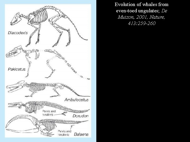 Evolution of whales from even-toed ungulates; De Muizon, 2001, Nature, 413: 259 -260 