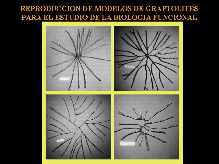 REPRODUCCION DE MODELOS DE GRAPTOLITES PARA EL ESTUDIO DE LA BIOLOGIA FUNCIONAL 