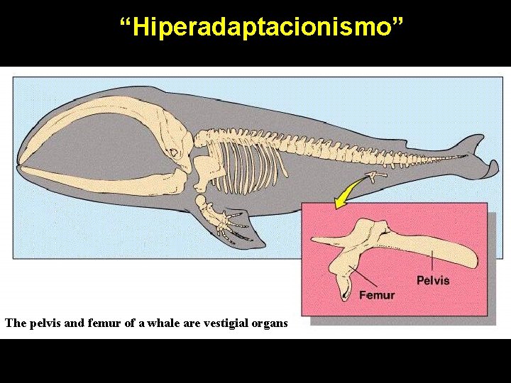 “Hiperadaptacionismo” The pelvis and femur of a whale are vestigial organs 