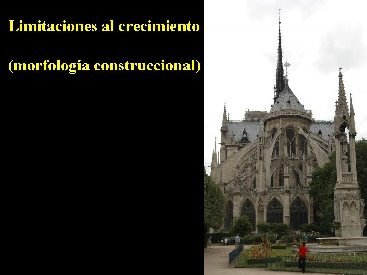 Limitaciones al crecimiento (morfología construccional) 