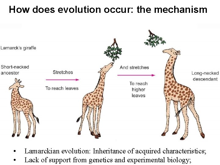 How does evolution occur: the mechanism • • Lamarckian evolution: Inheritance of acquired characteristics;