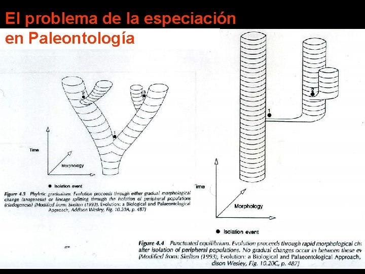 El problema de la especiación en Paleontología 