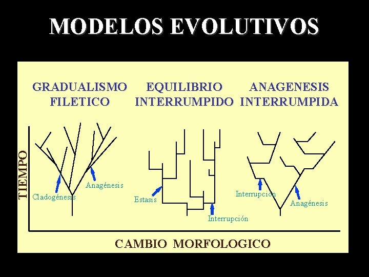 MODELOS EVOLUTIVOS TIEMPO GRADUALISMO EQUILIBRIO ANAGENESIS FILETICO INTERRUMPIDA Anagénesis Cladogénesis Estasis Interrupción Anagénesis Interrupción