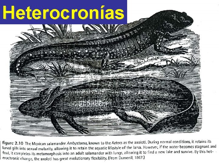 Heterocronías 