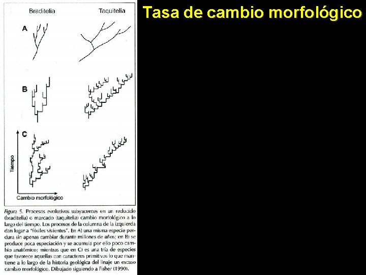 Tasa de cambio morfológico 