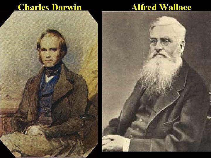 Charles Darwin Alfred Wallace 