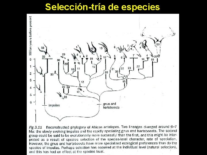 Selección-tría de especies 