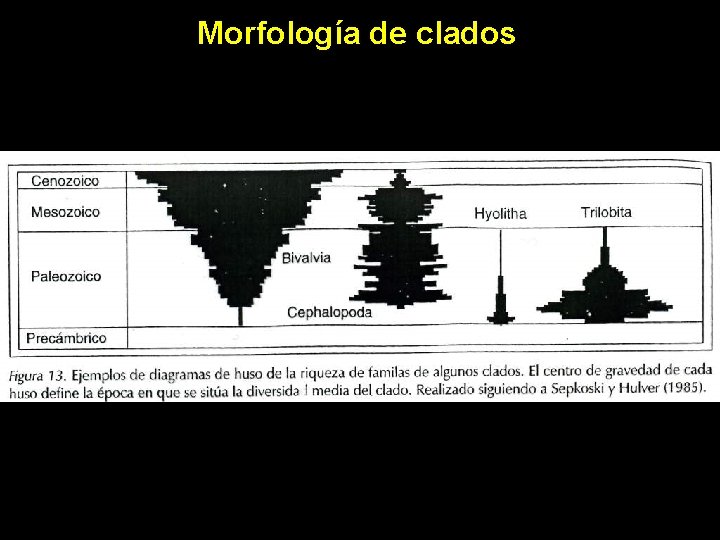 Morfología de clados 