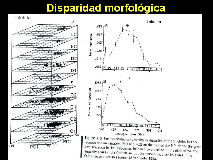 Disparidad morfológica 