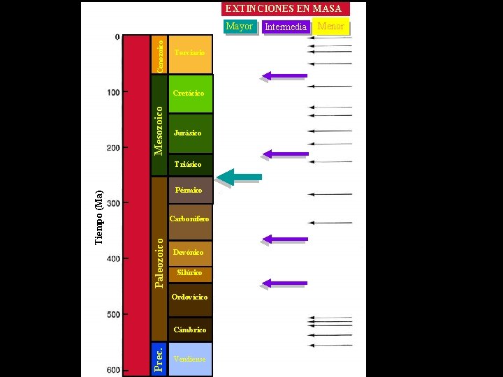 EXTINCIONES EN MASA Cenozoico Mayor Terciario Mesozoico Cretácico Jurásico Pérmico Paleozoico Carbonífero Devónico Silúrico