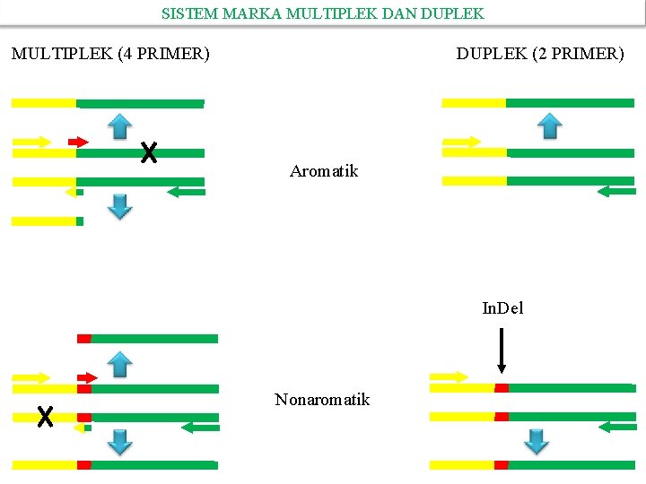 SISTEM MARKA MULTIPLEK DAN DUPLEK MULTIPLEK (4 PRIMER) DUPLEK (2 PRIMER) Aromatik In. Del