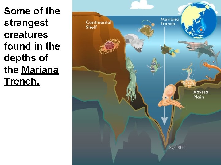 Some of the strangest creatures found in the depths of the Mariana Trench. 