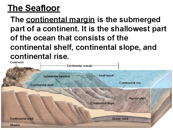 The Seafloor The continental margin is the submerged part of a continent. It is