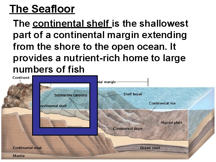 The Seafloor The continental shelf is the shallowest part of a continental margin extending