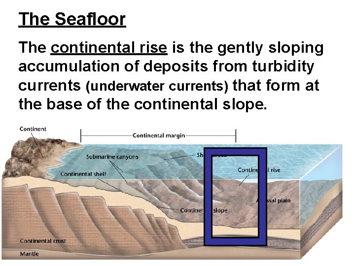 The Seafloor The continental rise is the gently sloping accumulation of deposits from turbidity