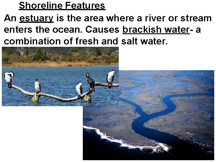 Shoreline Features An estuary is the area where a river or stream enters the