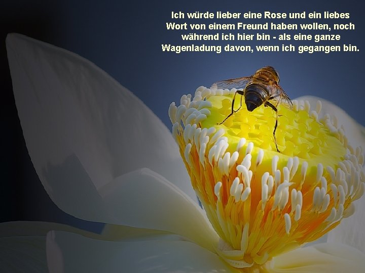 Ich würde lieber eine Rose und ein liebes Wort von einem Freund haben wollen,