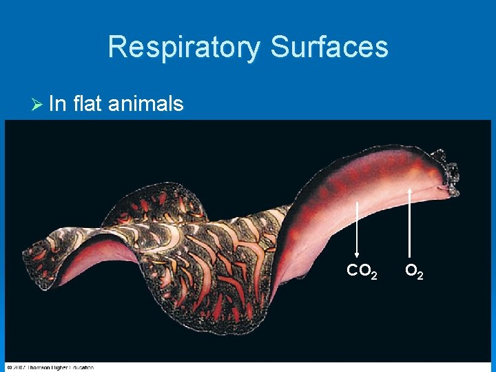Respiratory Surfaces Ø In flat animals CO 2 