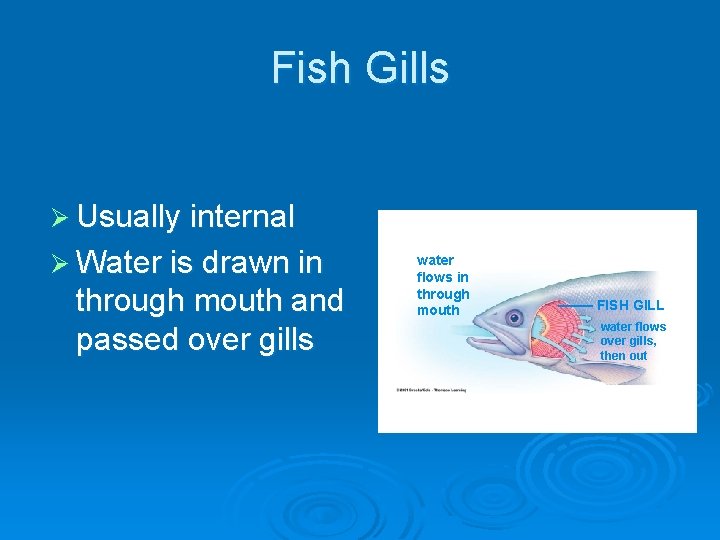 Fish Gills Ø Usually internal Ø Water is drawn in through mouth and passed