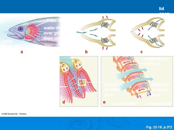 FISH GILL water flows into mouth a mouth closed mouth open water flows over