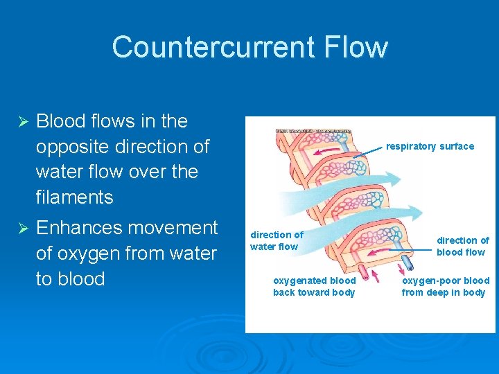 Countercurrent Flow Ø Ø Blood flows in the opposite direction of water flow over