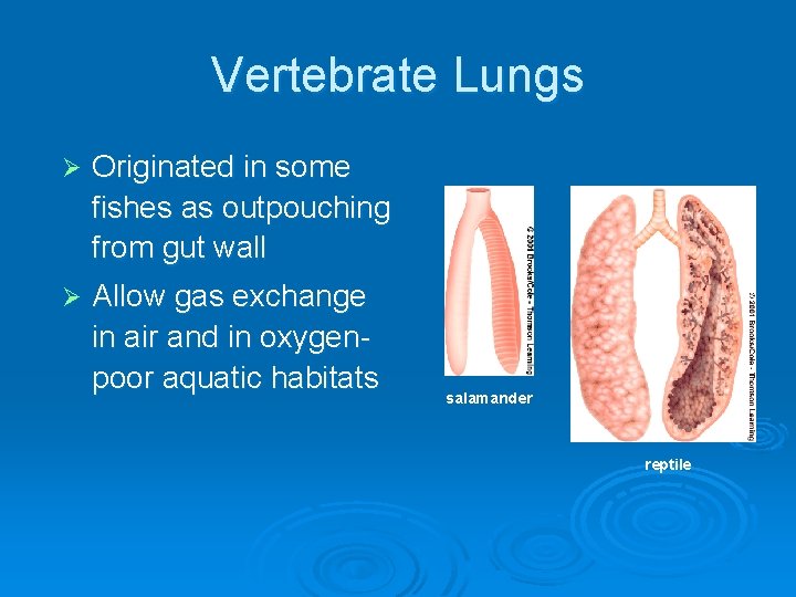 Vertebrate Lungs Ø Originated in some fishes as outpouching from gut wall Ø Allow