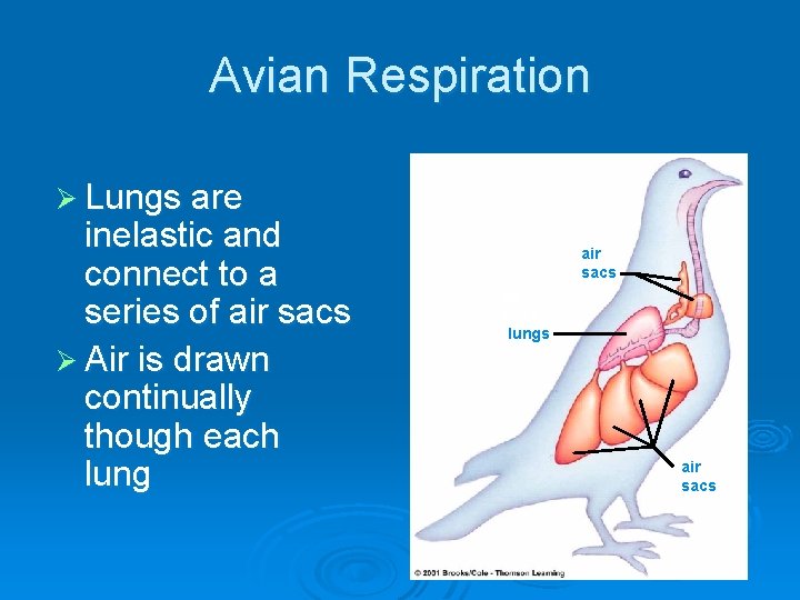 Avian Respiration Ø Lungs are inelastic and connect to a series of air sacs