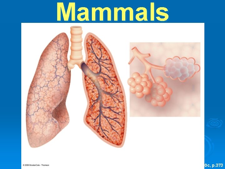 Mammals Mammal Human; adapted to dry habitats Fig. 22 -20 c, p. 373 
