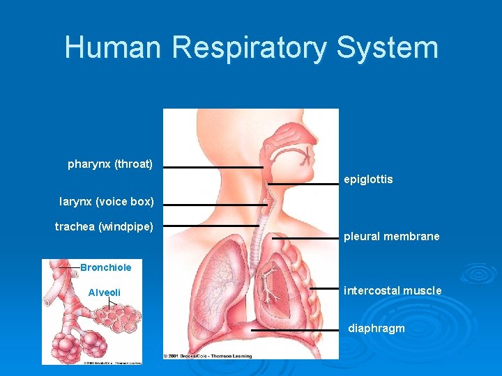 Human Respiratory System pharynx (throat) epiglottis larynx (voice box) trachea (windpipe) pleural membrane Bronchiole