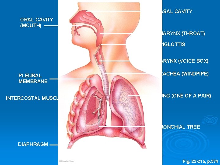 NASAL CAVITY ORAL CAVITY (MOUTH) PHARYNX (THROAT) EPIGLOTTIS LARYNX (VOICE BOX) PLEURAL MEMBRANE INTERCOSTAL