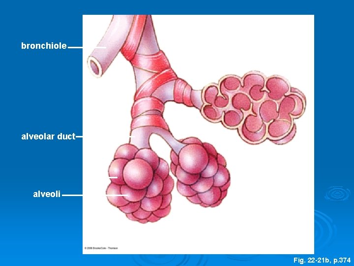 bronchiole alveolar sac (sectioned) alveolar duct alveoli Fig. 22 -21 b, p. 374 