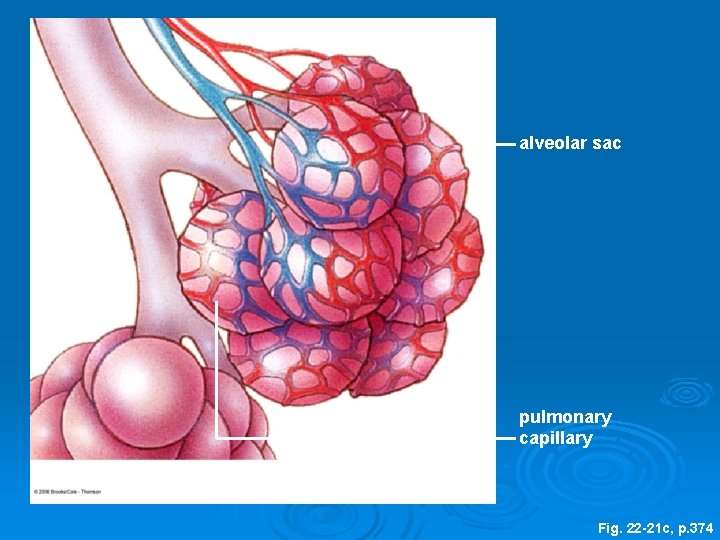alveolar sac pulmonary capillary Fig. 22 -21 c, p. 374 