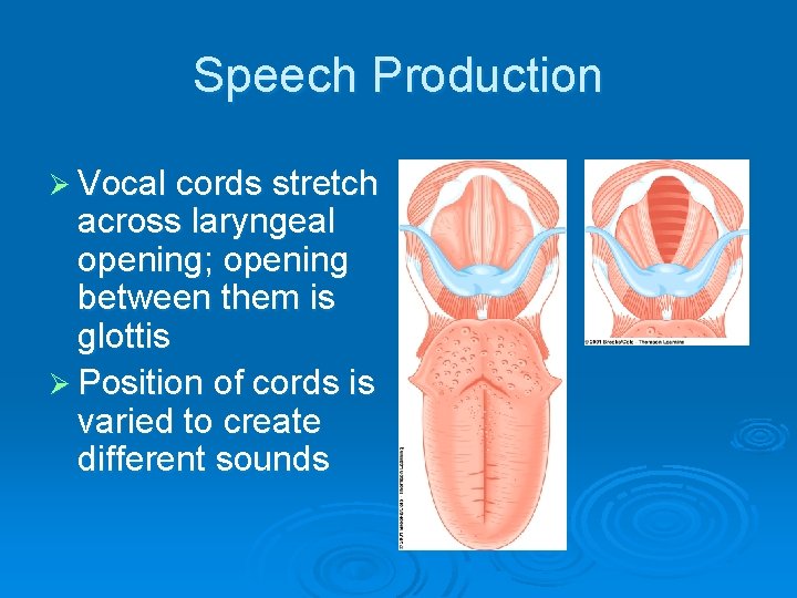 Speech Production Ø Vocal cords stretch across laryngeal opening; opening between them is glottis