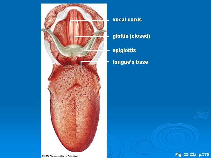 vocal cords glottis (closed) epiglottis tongue’s base Fig. 22 -22 a, p. 375 