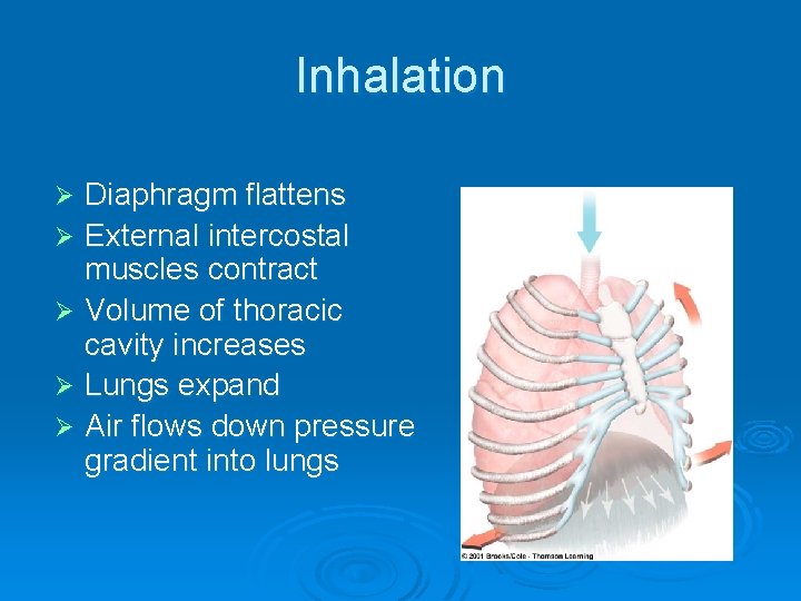 Inhalation Diaphragm flattens Ø External intercostal muscles contract Ø Volume of thoracic cavity increases