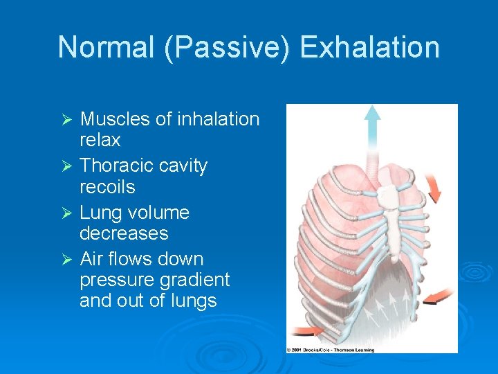 Normal (Passive) Exhalation Muscles of inhalation relax Ø Thoracic cavity recoils Ø Lung volume