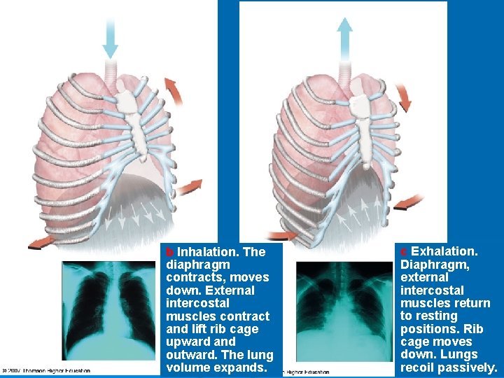 INWARD BULK FLOW OF AIR b Inhalation. The diaphragm contracts, moves down. External intercostal