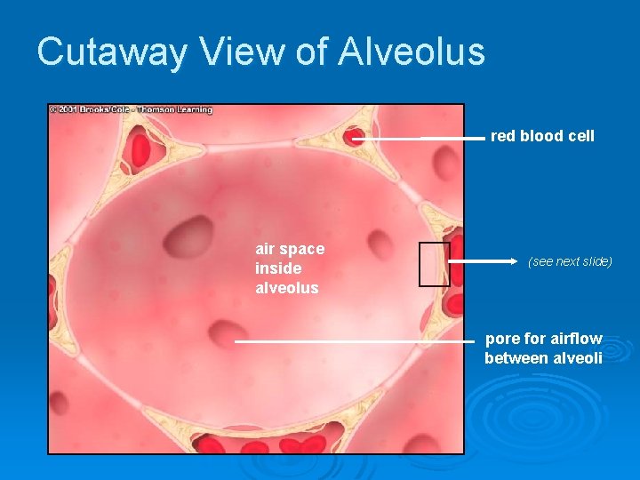 Cutaway View of Alveolus red blood cell air space inside alveolus (see next slide)