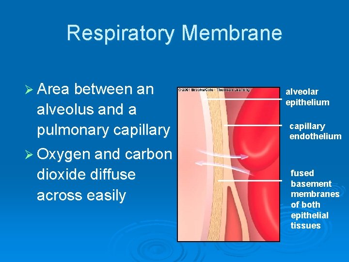 Respiratory Membrane Ø Area between an alveolus and a pulmonary capillary alveolar epithelium capillary
