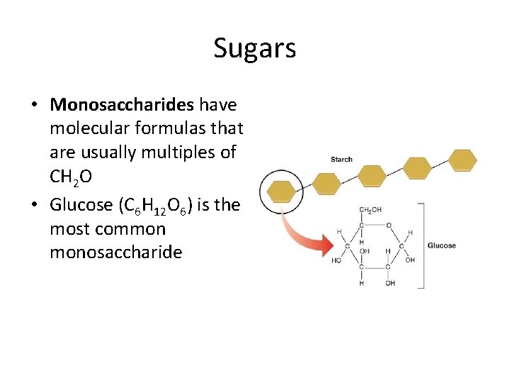 Sugars • Monosaccharides have molecular formulas that are usually multiples of CH 2 O