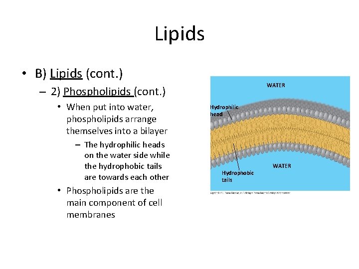 Lipids • B) Lipids (cont. ) WATER – 2) Phospholipids (cont. ) • When