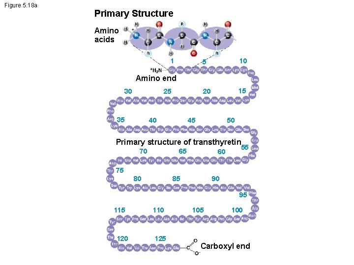 Figure 5. 18 a Primary Structure Amino acids 1 5 10 20 15 Amino