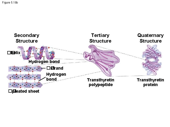 Figure 5. 18 b Secondary Structure Tertiary Structure Quaternary Structure Transthyretin polypeptide Transthyretin protein
