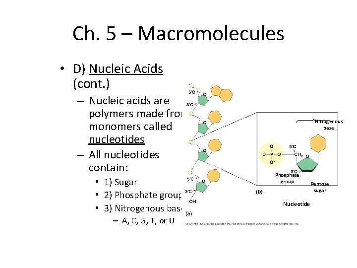 Ch. 5 – Macromolecules • D) Nucleic Acids (cont. ) – Nucleic acids are