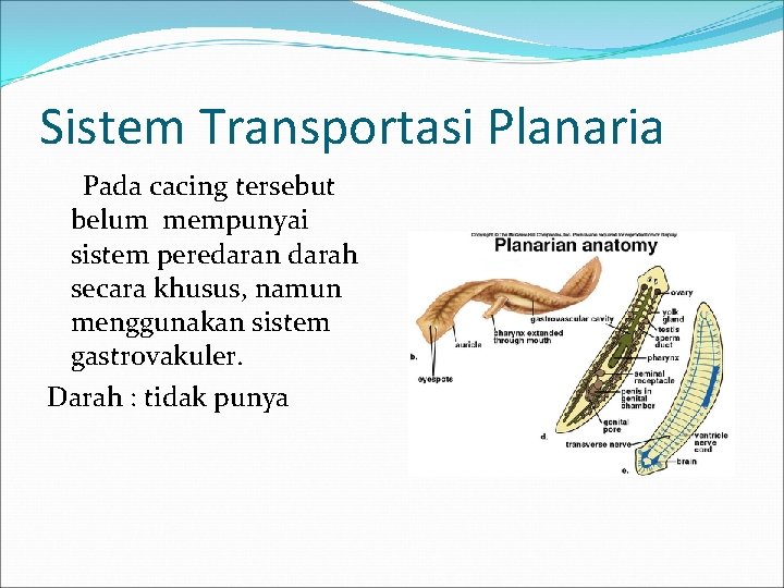 Sistem Transportasi Planaria Pada cacing tersebut belum mempunyai sistem peredaran darah secara khusus, namun