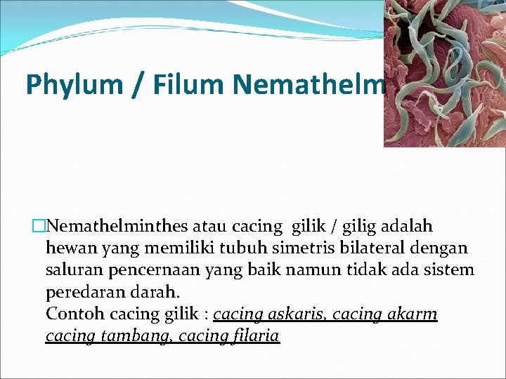 Phylum / Filum Nemathelminthes �Nemathelminthes atau cacing gilik / gilig adalah hewan yang memiliki